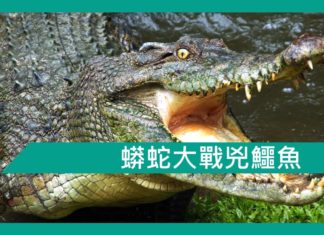蟒蛇大戰兇鱷魚