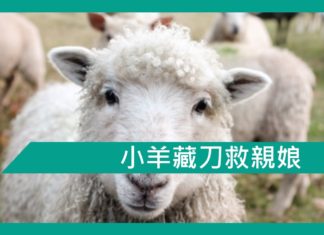 【勵志文章】小羊藏刀救親娘