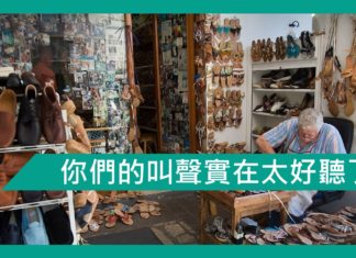 【創意文章】你們的叫聲實在太好聽了!