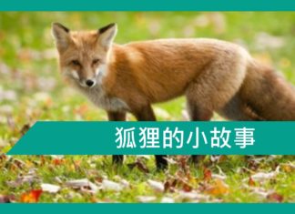 【勵志文章】狐狸的小故事