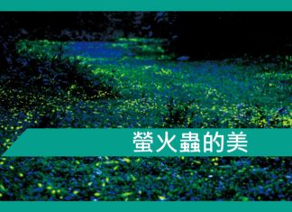 【勵志文章】螢火蟲的美