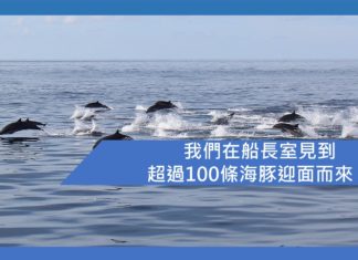 我們在船長室見到超過100條海豚迎面而來!