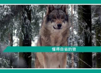【勵志文章】懂得自省的狼