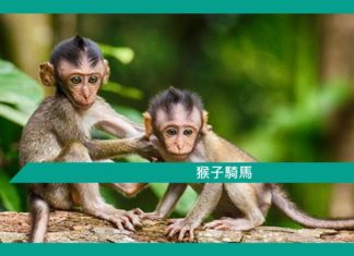 【勵志文章】猴子騎馬