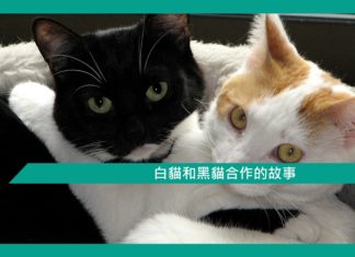 【勵志文章】白貓和黑貓合作的故事