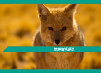 【勵志文章】聰明的狐狸