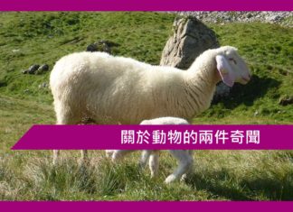 關於動物的兩件奇聞