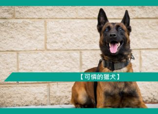 【勵志文章】可憐的獵犬