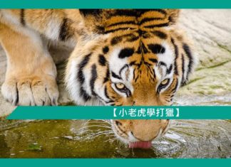 【勵志文章】小老虎學打獵