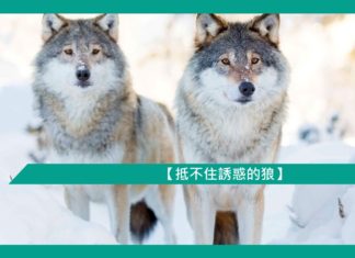 【勵志文章】抵不住誘惑的狼