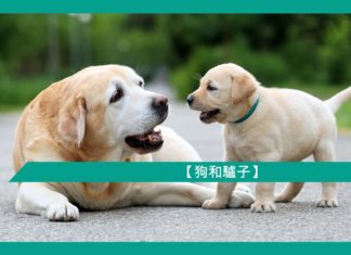 【勵志文章】狗和驢子