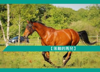 【勵志文章】落難的馬兒