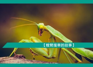 【勵志文章】螳臂擋車的故事