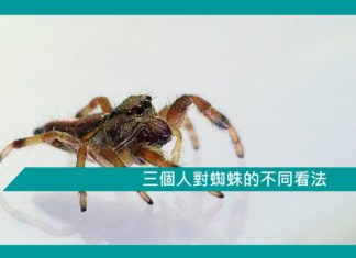 【勵志文章】三個人對蜘蛛的不同看法