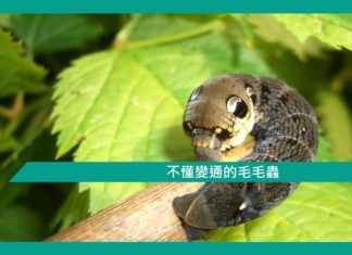【勵志文章】不懂變通的毛毛蟲