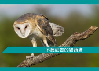 【勵志文章】不聽勸告的貓頭鷹