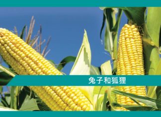 【勵志文章】兔子和狐狸