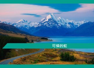 【勵志文章】可憐的蛇