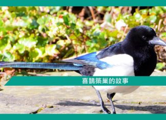 【勵志文章】喜鵲築巢的故事