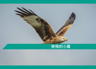 【勵志文章】小老虎學狩獵