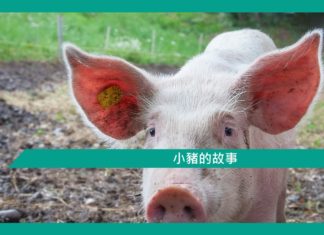 【勵志文章】小豬的故事