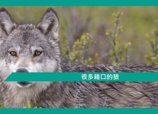 【勵志文章】很多藉口的狼