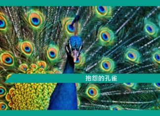 【勵志文章】抱怨的孔雀