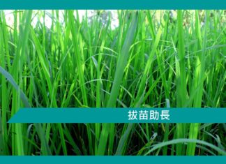 【勵志文章】拔苗助長