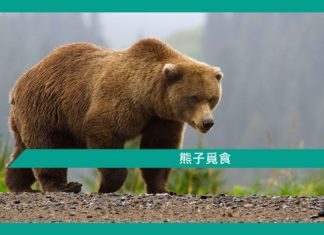 【勵志文章】熊子覓食