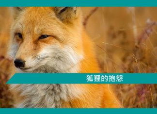 【勵志文章】狐狸的抱怨