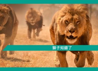 【勵志文章】獅子知錯了
