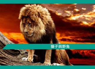 【勵志文章】獅子與野兔