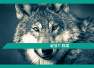 【勵志文章】老狼和狐狸