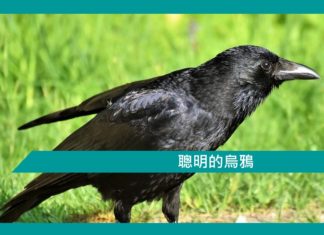 【勵志文章】聰明的烏鴉