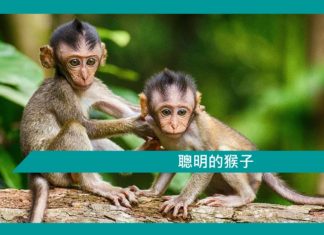 【勵志文章】聰明的猴子