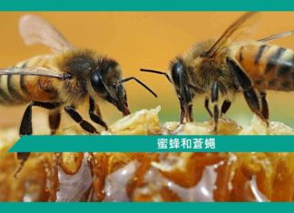 【勵志文章】蜜蜂和蒼蠅