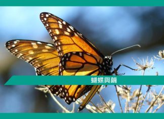 【勵志文章】蝴蝶與繭