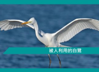 【勵志文章】被人利用的白鷺