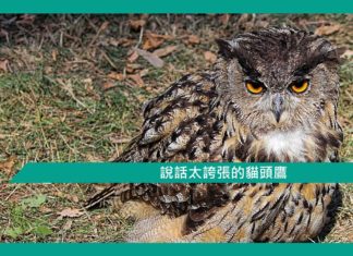 【勵志文章】說話太誇張的貓頭鷹