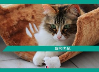 【勵志文章】貓和老鼠
