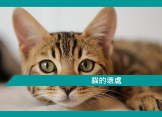 【勵志文章】貓的壞處
