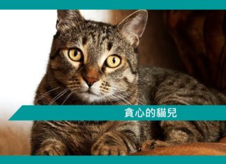 【勵志文章】貪心的貓兒