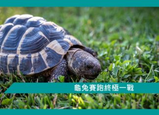 【勵志文章】龜兔賽跑終極一戰