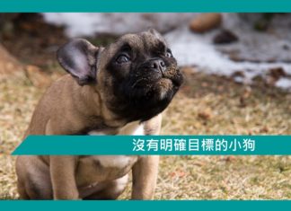 【勵志文章】沒有明確目標的小狗