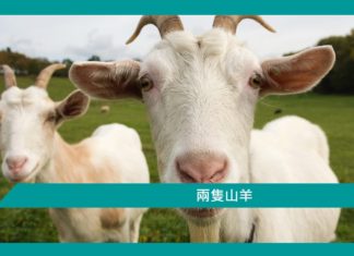 【勵志文章】兩隻山羊