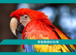 【勵志文章】兩隻鸚鵡的故事