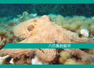 【勵志文章】八爪魚的啟示