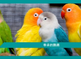 【勵志文章】奉承的鸚鵡