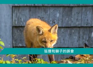 【勵志文章】狐狸和獅子的誤會