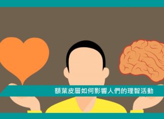 【心理文章】額葉皮層如何影響人們的理智活動